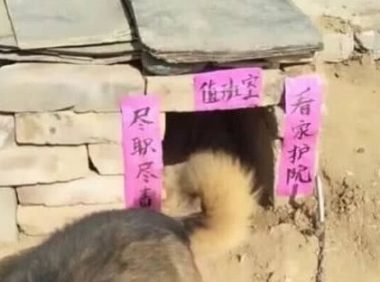 送奶奶一只狗狗,见到狗狗的窝后,笑到胃抽筋:大佬,求带!