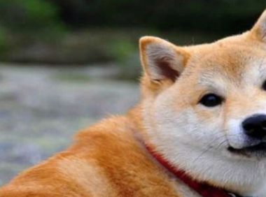 朋友上班把空调关了,晚上回来看见柴犬的表情,他懵了