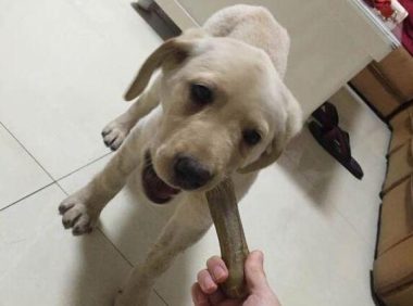 养狗跟养孩子一样,跟老一辈教育观念真的差别很大!