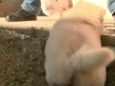 松狮奶狗被阶梯缠住,短腿日常生活一直填满艰难困苦,柯基终于有伴了