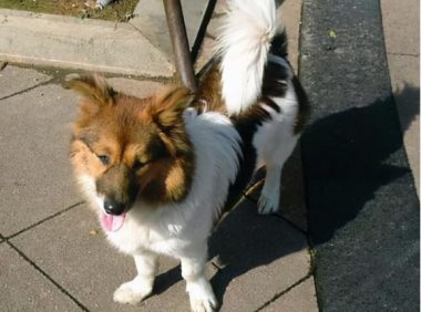 狗子因为自我保护,才会坦然面对主人的打骂,因为这才是最聪明的