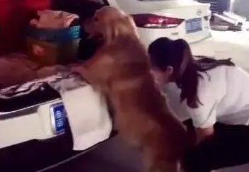 狗狗非让女主角抱才肯上车，主人急得一巴掌拍它臀部！