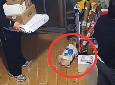 “它是我的家人！”宠物狗在店里撒尿，狗主人殴打店家，引发热议