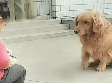 从小孩子手上骗吃的,这一条狗还很春风得意,需不需要点狗脸