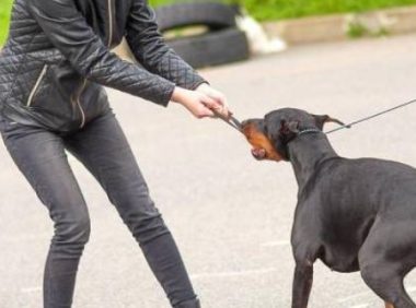 主人装晕，测试狗狗反应，哈士奇的反应让主人“雪上加霜”