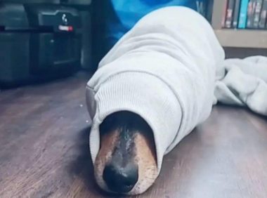 这只狗狗就喜欢钻毛衣袖子装水怪,然后卡在里面还要主人救它出来