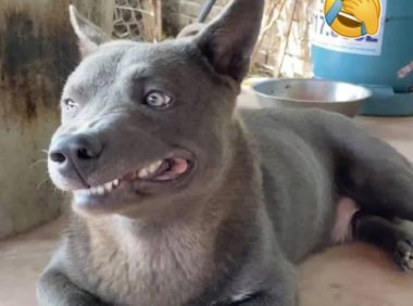 靠表情包走红的小狗,一年后“长残”了,结果像个猥琐大叔