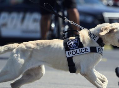 当普通狗看到警犬时,会觉得是警察来了吗?