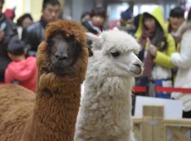 比熊羊驼造型图片 | “我爱你”是“汪汪汪” 定情信物是狗骨头 羊驼来当观礼嘉宾