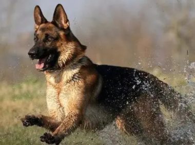 “上海警察上门抓德牧”成事件：警犬军犬的谣言为何大行其道？