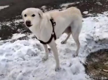 刚生完小狗的拉布拉多犬,被丢在冰天雪地,它的哀嚎声让人心疼