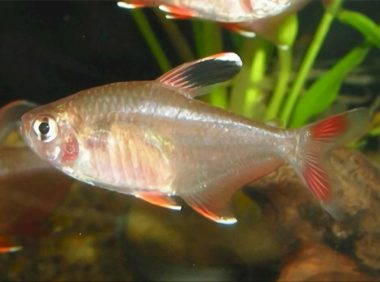 新大钩扯旗身份信息