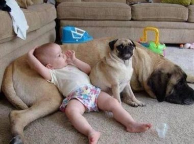 宝宝和狗狗配合偷东西，妈妈突然过来了，狗狗的表现让人大笑