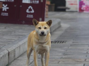 狗狗总被欺负,主人给它画了妆,从此无狗狗敢接近它!