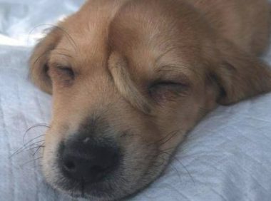 这就是说大家说的独角兽高达?英国流浪犬头顶长尾巴,网民:它会摇吗?