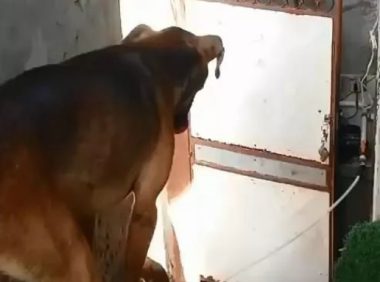 流浪狗每天蹲在路口拦人，期望得到路人的拥抱