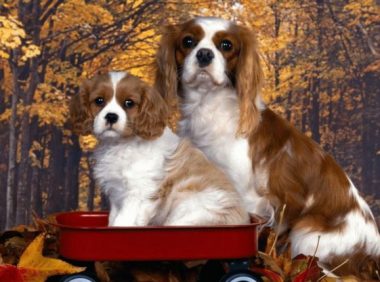 不是什么人都适合养狗，有这四个特征的人，不适合！