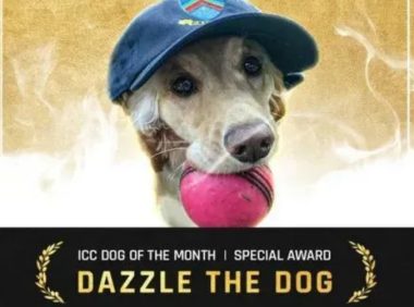 狗狗闯进板球比赛后,居然意外获封MVP!