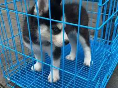 我们因为一只狗被房东赶了3-4次了，狗狗是我老公跟他朋友一起卖了的。