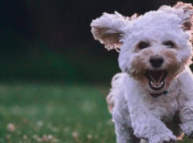 狗对小孩子特别有耐心,无论怎么凶它打它,都不会冲主人叫唤