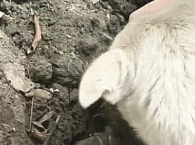 狗狗对着地面一直吠叫,以为埋着宝贝,挖开后,却让人看哭了
