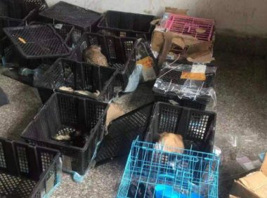 苏州再现活体宠物盲盒 30余猫狗幼崽在中通快递中转站淋雨一整夜