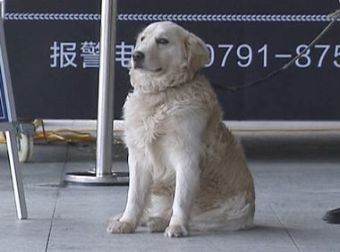 巡查犬发觉一个小孩子在抽泣，公安民警掌握后禁不住赞美：也太厉害了吧