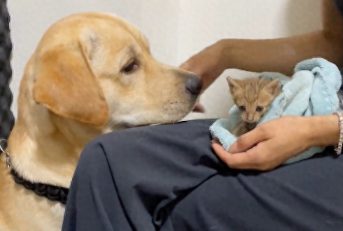 主人和狗狗讲了半天道理，它转头就去咬猫咪，愣是一句话没听啊！