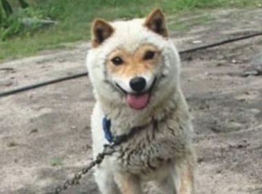 男子公出将小狗送回家，几个星期完去接，见样子男子却不认识了