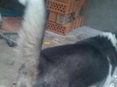 把二哈送老家寄养,脏成流浪狗就算了,狗碗里的东西,像养猪一样