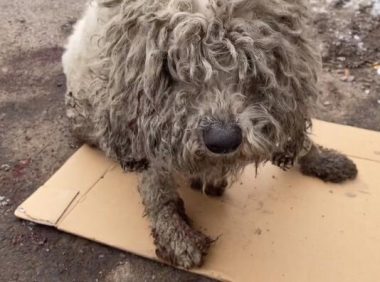 不幸中的万幸,走失的比熊犬遭遇车祸后,竟意外找到它的主人