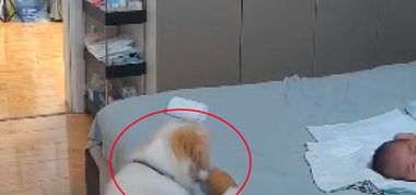 宝宝半夜哭了，狗狗第一时间叼玩具过去哄他