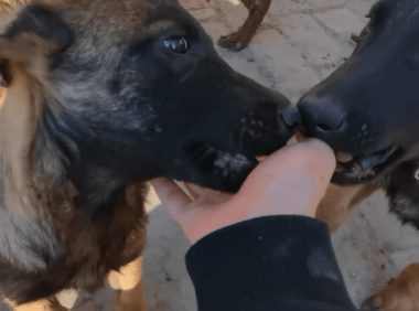 狗妈妈没了，三只狗狗即将被主人卖掉，狗狗们相互依偎：我们不想分开