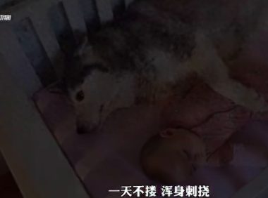 狗狗竟然会主动照顾小宝宝,简直太懂事了!||你见过如此…