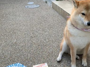 网友给柴犬买来个不大披萨，它一脸忧怨小表情：还不够我塞牙缝的！