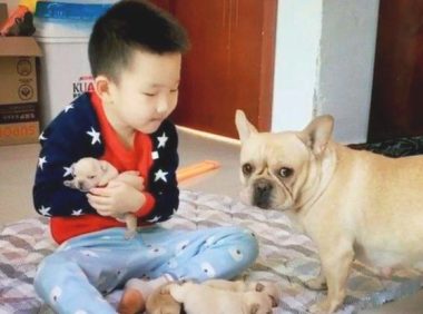 狗崽子和熊孩子打架斗殴，彼此的父母都很淡定从容啊，过后均称误解