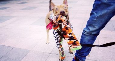 温暖!治愈犬和爱人猫的大家庭 有故事的一狗三猫