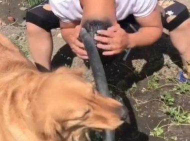 狗狗聪明乖巧善解人意，可惜遇上二货主人，这表情简直绝了