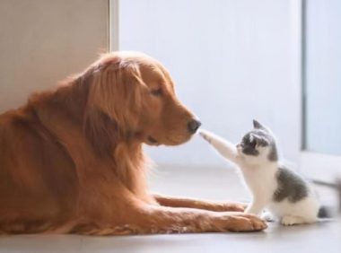 宠物盲盒再现,多只猫狗死亡,生命岂是生意游戏?