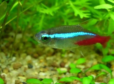 红绿灯鱼身份信息