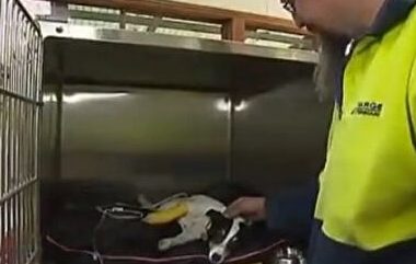 澳洲一男子帮狗做口对口人工呼吸 救回一命