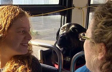 宠物犬嫌主人抽烟太慢 独自搭公车逛公园