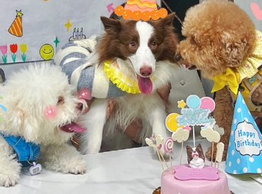 女子宠狗成瘾,花数万元为宠物办生日派对