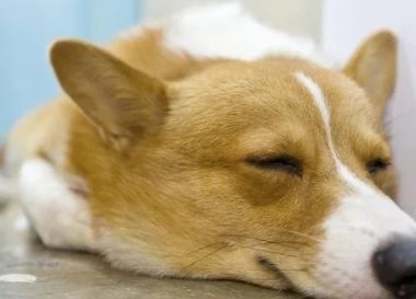 狗狗刚出生不久,主人急着断尾,拿出剪刀后,这操作看着都疼