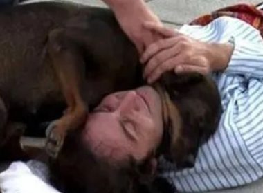 街头艺人表演中忽然倒地,暖心流浪狗狗上前营救