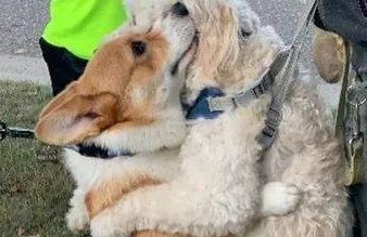 沿路送暖!热情柯基遇狗狗踮脚献爱的抱抱