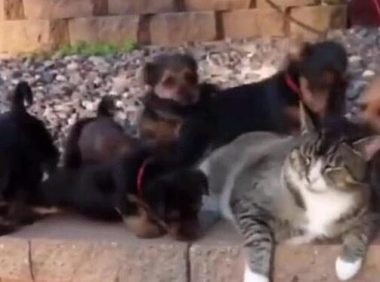 小奶狗错把肥猫当妈妈，结果肥猫一个飞脚：滚开