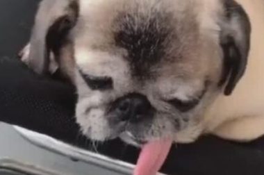 狗狗睡觉吐舌头，足足20厘米，主人忍不住想要玩一下！