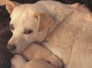 偏远的角落里发觉几个小奶狗，狗妈护在周边谁都禁止碰，一碰就火大