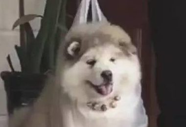 小狗被主人提着，像宝宝一样学走路，打算给狗练双脚走